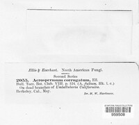 Glyphium corrugatum image
